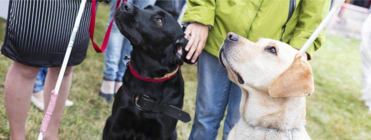 Guide dogs