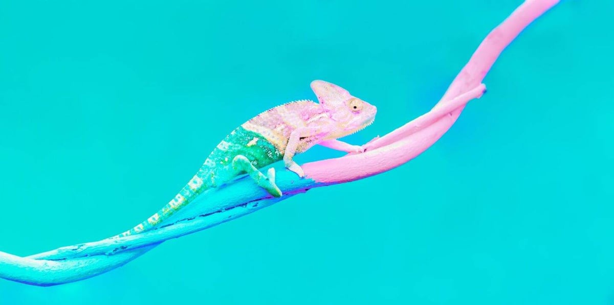 A chameleon crawling along a pink and blue cable, changing colors to match its surroundings.